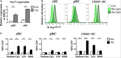 Nuclear Receptor Nur77 Deficiency Alters Dendritic Cell Function